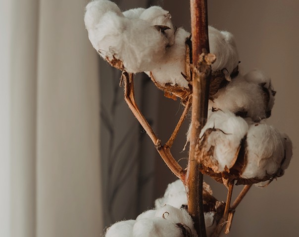 Cultivo de algodón